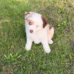 Miracle - Red merle female Miniature American Shepherd puppy in Florence, Oregon from NW Aloha Miniature American Shepherds