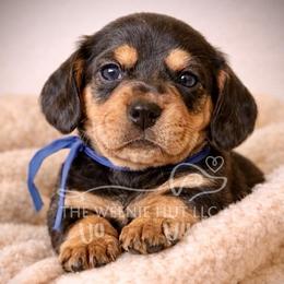 Sir Cocoa AKC - Chocolate and tan male Dachshund puppy in Crandall, Texas from The Weenie Hut LLC