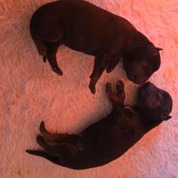 Miss Pink - Black and mahogany female Rottweiler puppy in Ethel, Washington from Titanenheim Rottweilers