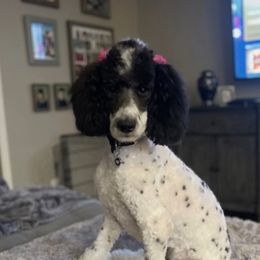 Lola - Poodle