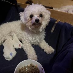 Orla - White female Bolognese puppy in Fall River Mills, California from Kenalee Farm