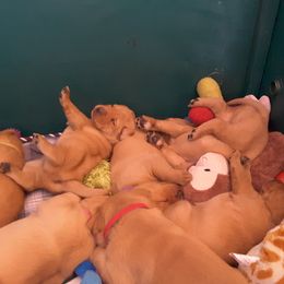 Labrador Retriever Puppies from Hidden River Retrievers
