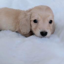 Winston - Cream male Dachshund puppy in Richmond, Virginia from Irresistible Dachshunds & Cavaliers