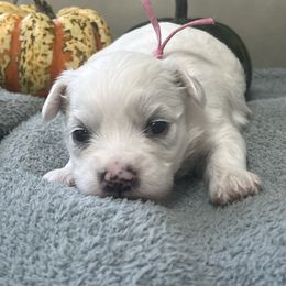 Dahlia - White female Coton de Tulear puppy in Ludington, Michigan from Cotten's Sunset Kennels