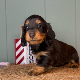 Hank - Black and tan male Dachshund puppy in Ava, Missouri from Beaver Creek Kennels