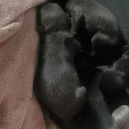 Ash tree - Gray male Schipperke puppy in Randsburg, California from Light's Family Farm & Schipperke Ranch