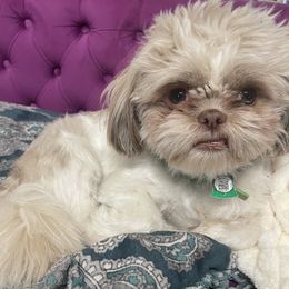 Poppa - Shih Tzu