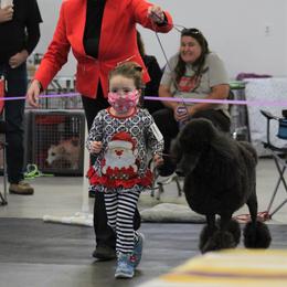 Poodle Puppies from Lacy Lane Poodles
