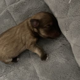 Girl 2 - Wheaten Miniature Schnauzer puppy in Contra Costa County, California from Shawn’s Toy Schnauzers’s