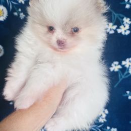 Peppa pig - Chocolate merle female Pomeranian puppy in Fayetteville, North Carolina from Tar-heel Poms