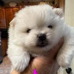 Girl 1 - White female Pomeranian puppy in Cullman, Alabama from Dixie Darlings Pomeranians
