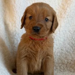 Chestnut - Boy - Dark golden male Golden Retriever puppy in La Verne, California from 4LoveofGoldens