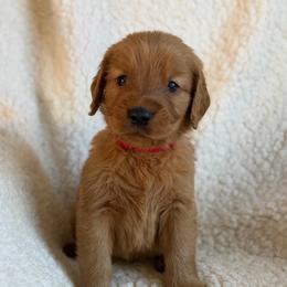 Chestnut - Boy - Dark golden male Golden Retriever puppy in La Verne, California from 4LoveofGoldens