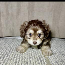 Kristoff - Red tri-color male Aussiedoodle puppy in Castalia, Iowa from K&K Kennels