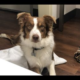 kimber - Australian Shepherd