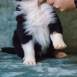 Australian Shepherd Puppies from Lovable Little Aussies