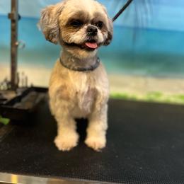 Bella Boo Boo - Sable and white female Shih Tzu puppy in Lebanon, Tennessee from Jan’s Shihtzus