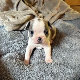 Girl 1 - Blue female Boston Terrier puppy in Richburg, South Carolina from Hidden Valley Bostons