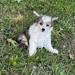 Boy 3 - Sable male Chinese Crested puppy in Rockvale, Tennessee from Cosmic Chinese Cresteds & Wind-Echo Poodles