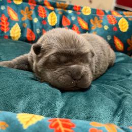 Sage - Blue female Chinese Shar-Pei puppy in Lenoir, North Carolina from Peitato Chips