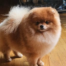 Vina - Pomeranian