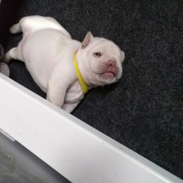 French Bulldog Puppies from Short Leg Frenchies