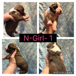 N-Girl-3 - Brindle female Boxer puppy in Evington, Virginia from Buffalo Creek Boxers