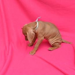 Vizsla Puppies from Summit Vizsla (we can deliver to you)