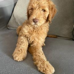 Goldendoodle and Sheepadoodle Puppies from IE Family Doodles