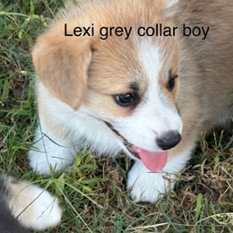 Lexi Grey Boy - Red male Pembroke Welsh Corgi puppy in Fredericksburg, Texas from Hill Country Corgis