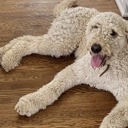 Maya - Goldendoodle