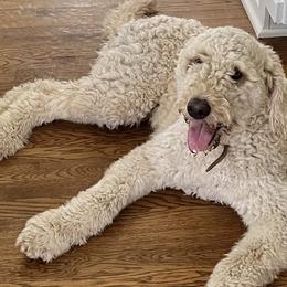 Maya - Goldendoodle