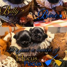 Shih Tzu puppies from Alki Stars Shih Tzu