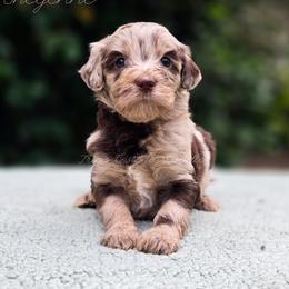 Cheyenne - Merle female Goldendoodle puppy in Centreville, Mississippi from Trin's Designer Doodles