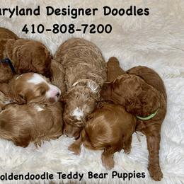 Goldendoodle Puppies from Maryland Designer Doodles