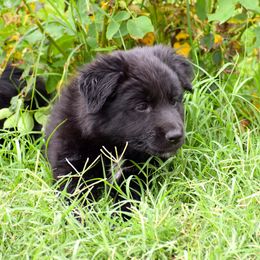 Australian Shepherd Puppies from Emory Oak Aussies