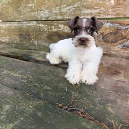 Janet - Parti female Miniature Schnauzer puppy in Clover, South Carolina from Bobo’s Babies Kennels