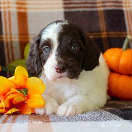 Lizzy - Brown and white female Cockapoo puppy in Morgan County, West Virginia from 'Capon Cuties