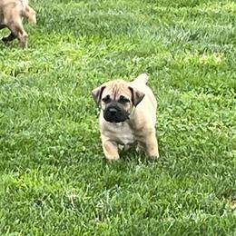 Lime green collar male - Brown male Boerboel puppy in Guysville, Ohio from Fueled Kennel