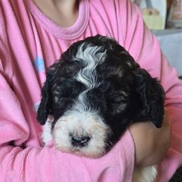 Leah - Parti female Poodle puppy in Gillette, Wyoming from Vom Prater Haus German Shepherds and Standard Poodles