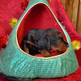 Girl 3 - Black and tan female Gordon Setter puppy in Milton, Florida from Katherine's Golden Retrievers, Gordon Setters, and English Setters