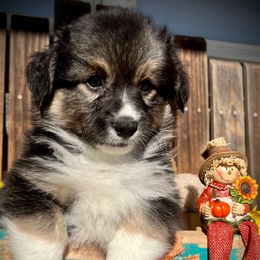 Grayson - Black and tan male American Corgi puppy in Los Lunas, New Mexico from Blue Diamond Welsh corgis