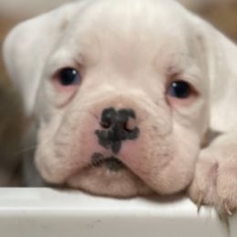 Boy 2 - Boxer puppy in Tennessee from Carrie's Boxers