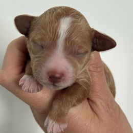 Girl 2 - Buff female Cockapoo puppy in Granger, Iowa from M&M Cockapoos of Iowa