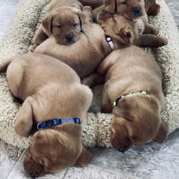 Labrador Retriever Puppies from One Willow Labradors