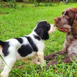 English Springer Spaniels from Sea Island Springers