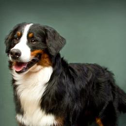 Bernese Mountain Dogs from Golden Reign Berners