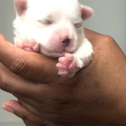ACA Maltese girl puppy (1) - White female Maltese puppy in Florence, Arizona from Maltese Of Arizona