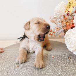 Golden Retriever Puppies from Gillit Family Goldens of NTX