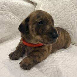 Orange - Brindle male Dachshund puppy in Orange, California from Harper’s Happy Weens